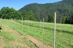 PINOT_NERO_02_07_22-1