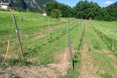 PINOT_NERO_02_07_22-2