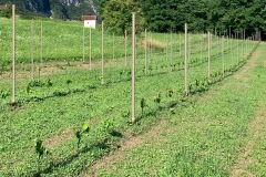 PINOT_NERO_02_07_22-4