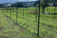 PINOT_NERO_02_07_22-5