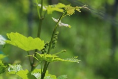 DROGNE_02_06_2022-25