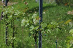 DROGNE_02_06_2022-26