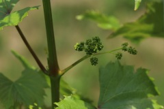 DROGNE_02_06_2022-28