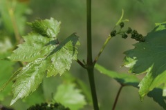 DROGNE_02_06_2022-29