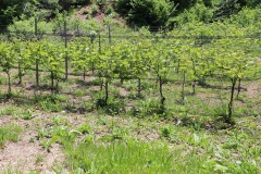 DROGNE_02_06_2022-37