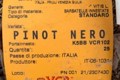 NUOVO_IMPIANTO_PINOT_NERO_FORNI_DI_SOTTO-1-Copia