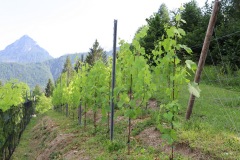 12_07_22_STATO_VITI_DROGNE-14