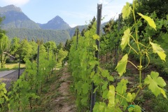 12_07_22_STATO_VITI_DROGNE-19