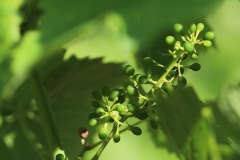 12_07_22_STATO_VITI_DROGNE-2
