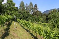 12_07_22_STATO_VITI_DROGNE-31