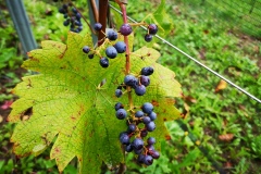 IMG_20200906_162150