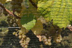 IMG_20200914_121948_Original