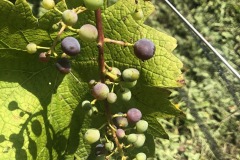 IMG_4276
