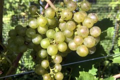 IMG_5258