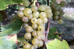 IMG_5682