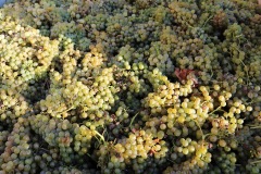2021_PHOTO_ARCHIVE-39