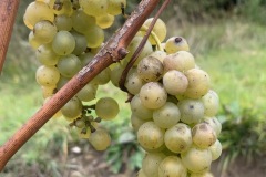 28_09_22_SORELI_VENDEMMIA-1