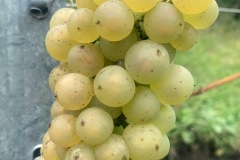 28_09_22_SORELI_VENDEMMIA-2