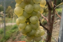 28_09_22_SORELI_VENDEMMIA-4