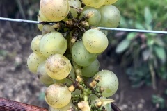 28_09_22_SORELI_VENDEMMIA-5