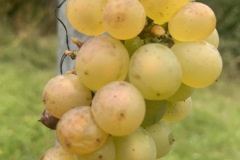 28_09_22_SORELI_VENDEMMIA-6