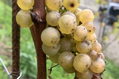 28_09_22_SORELI_VENDEMMIA-7