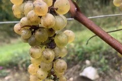 28_09_22_SORELI_VENDEMMIA-8