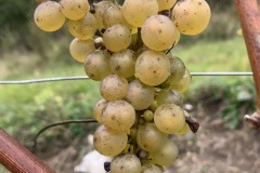 28_09_22_SORELI_VENDEMMIA-9