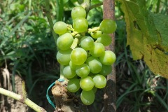 ANNATA-2015-50