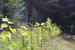 ANNATA-2015-51