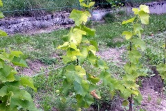 ANNATA-2015-54