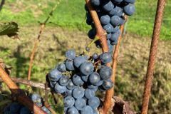 IMG_3741
