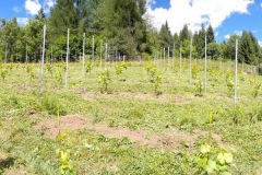 ANNATA_2017-1