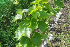 ANNATA_2017-14