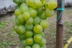 ANNATA_2017-23