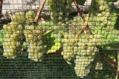 ANNATA_2018-15