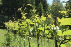 ANNATA_2018-26