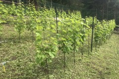 ANNATA_2018-27