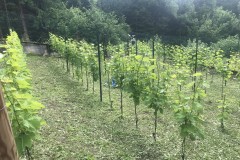 ANNATA_2018-28