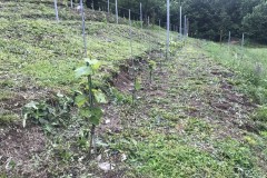 ANNATA_2018-29