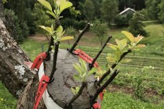 ANNATA_2018-31