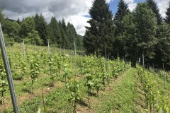 ANNATA_2018-32