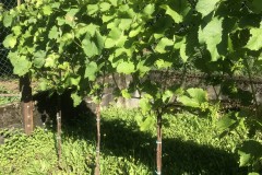 ANNATA_2018-33