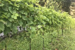 ANNATA_2018-34