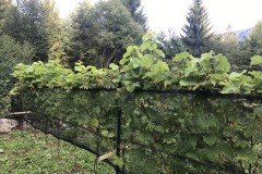 ANNATA_2018-35