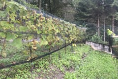 ANNATA_2018-36
