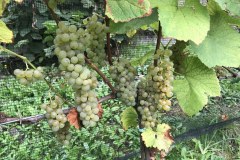 ANNATA_2018-39