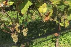 ANNATA_2018-6