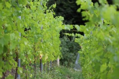 AGOSTO_2022_BLOG-16