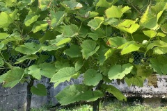 LUGLIO_2022_BLOG-23